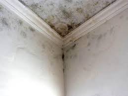 Best Water Damage & Mold Remediation  in USA