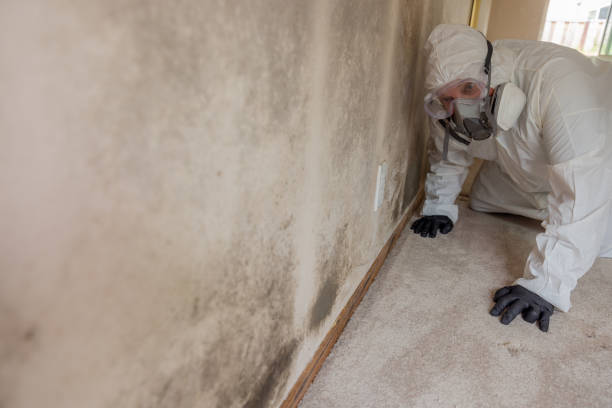 Best Mold Remediation for Vacation Homes  in USA